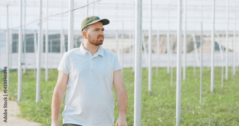 Farmer walking and inspecting plants growing in greenhouse Farmer walking and inspecting plants growing in greenhouse