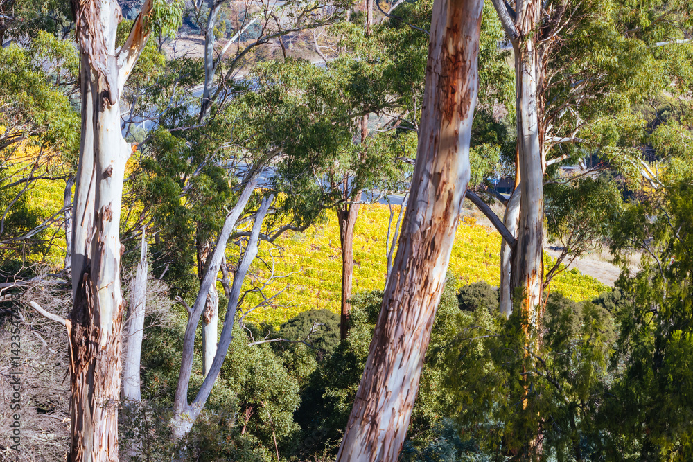 Tamar Valley Vineyard and Landscape in Australia