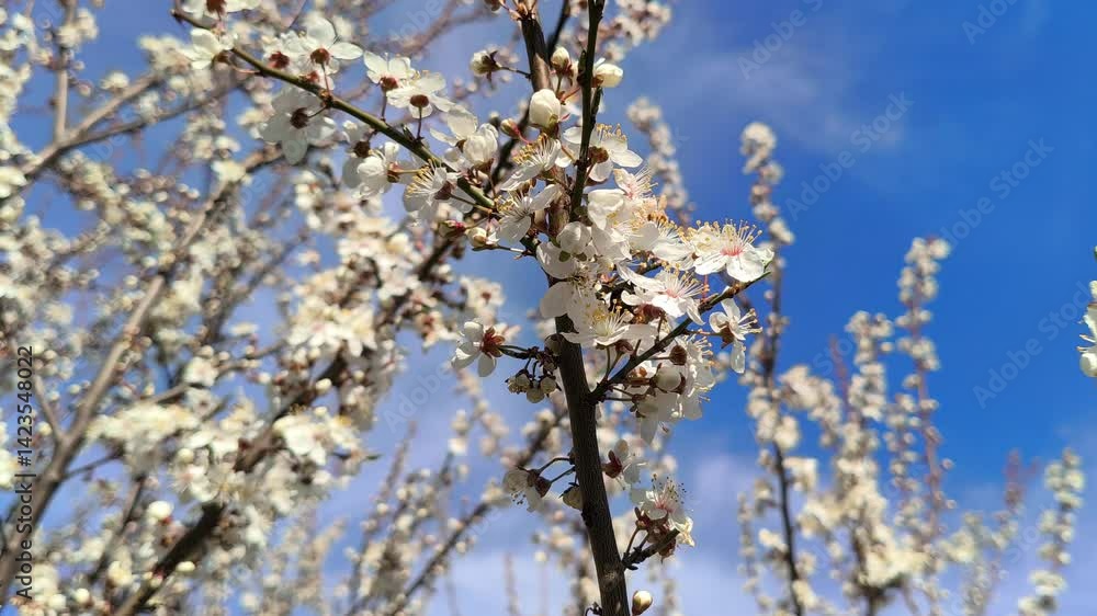 Bumblebee (Bee) on a flowering tree