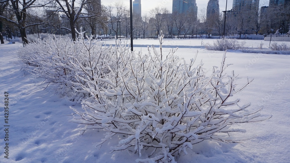 A snowy park with decorative bushes and trees covered in frost. Winter scene in an urban setting.