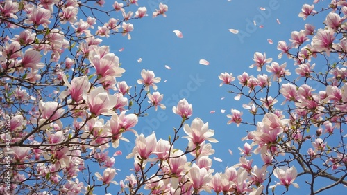Obraz na płótnie Peak of cherry blossom season. Bright and beautiful pink flowers against blue sky. Symbol of spring renewal. w salonie