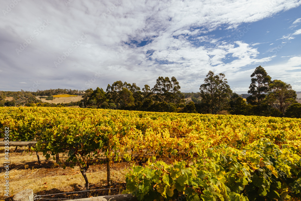 Tamar Valley Vineyard and Landscape in Australia