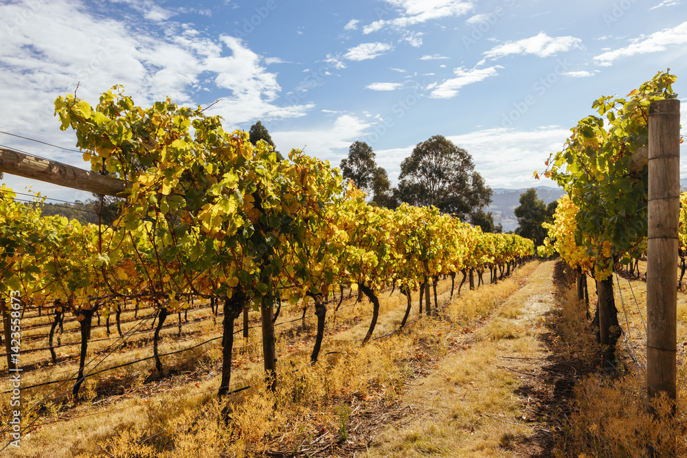 Tamar Valley Vineyard and Landscape in Australia