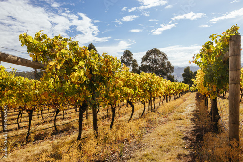 Obraz na płótnie Tamar Valley Vineyard and Landscape in Australia w salonie