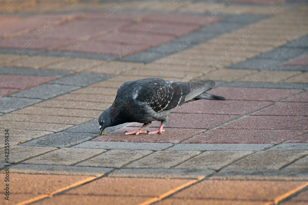 Obraz premium A grey dove collects crumbs in the the square