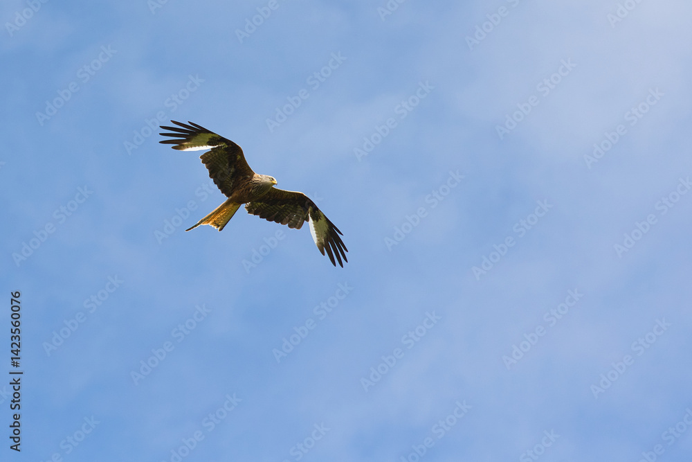 Obraz premium Red kite, Milvus milvus, in flight over the Brecon Beacons National Park in Wales.