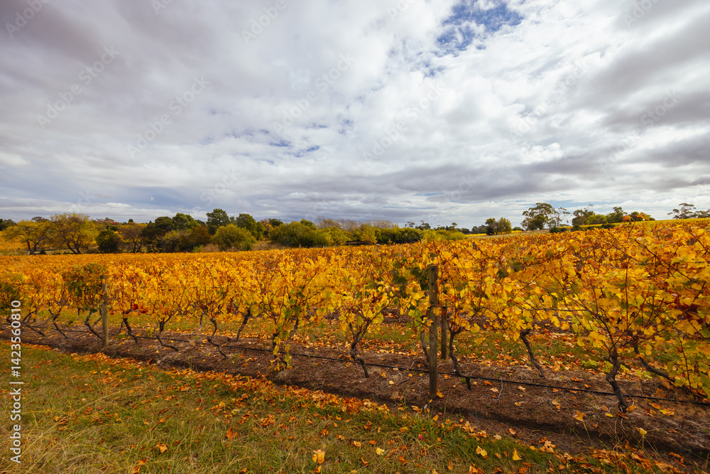 Tamar Valley Vineyard and Landscape in Australia
