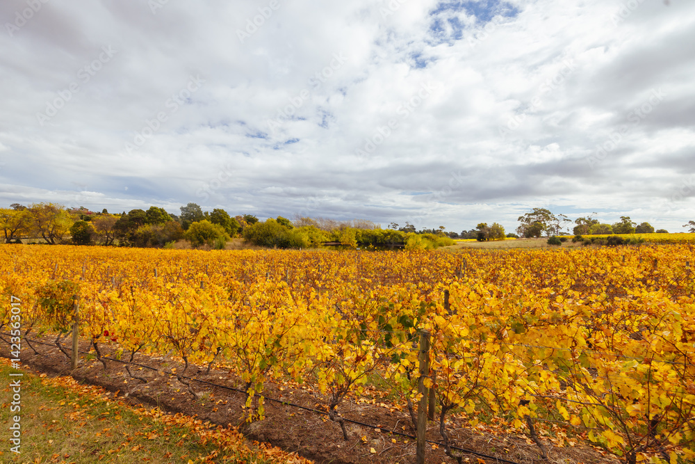 Tamar Valley Vineyard and Landscape in Australia