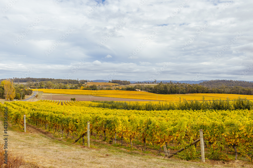 Tamar Valley Vineyard and Landscape in Australia