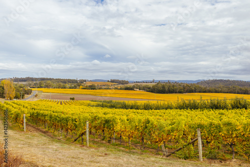 Obraz na płótnie Tamar Valley Vineyard and Landscape in Australia w salonie