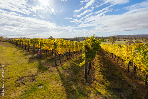 Obraz na płótnie Tamar Valley Vineyard and Landscape in Australia w salonie