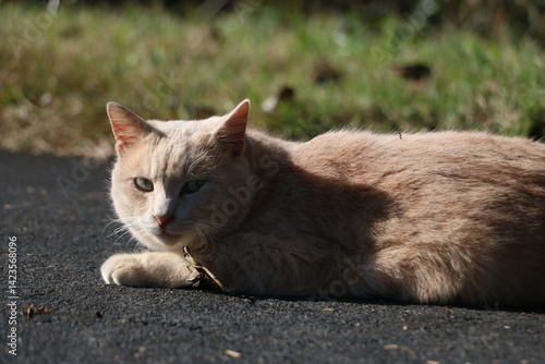 茶トラ野良猫