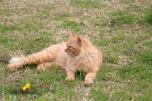 茶トラ野良猫