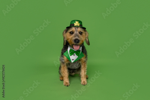 Adorable Dog in St. Patrick’s Day Costume Sitting on Green Background