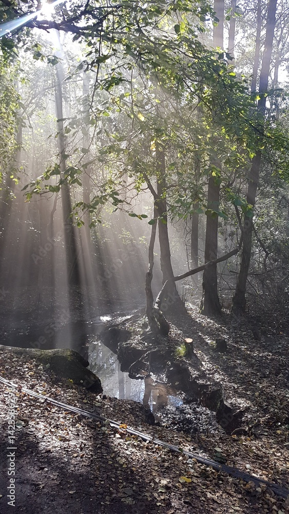 Obraz premium Sun rays in the forest