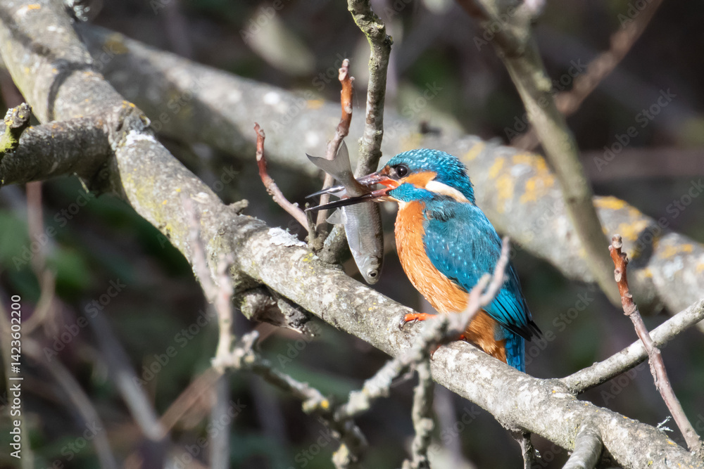 Kingfisher catches fish perched on branch in natural habitat