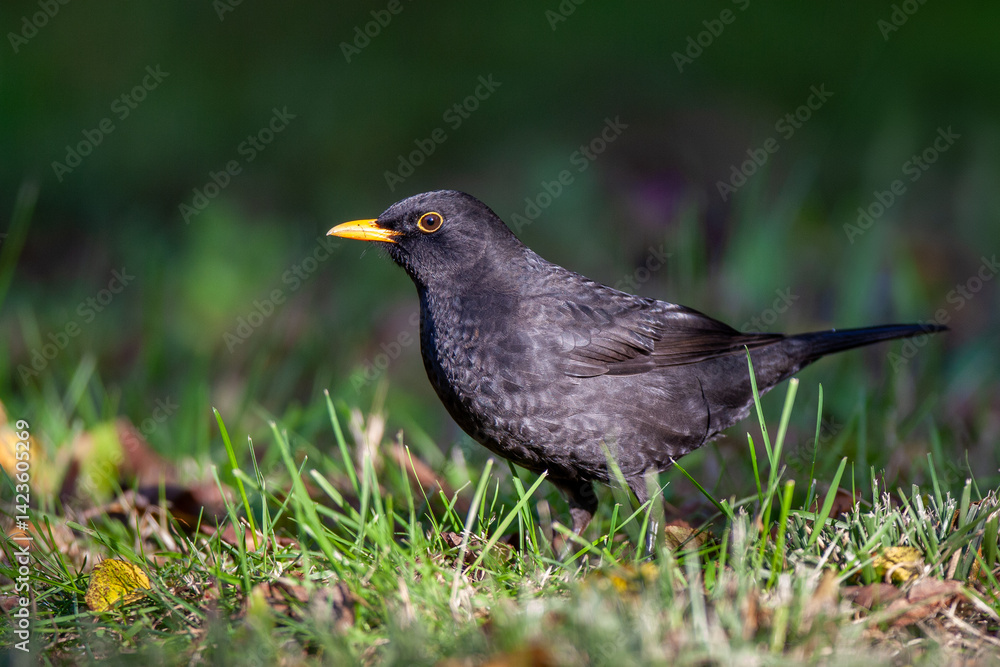 A male common blackbird (Turdus merula) stands in the green grass. A male common blackbird (Turdus merula) stands in the green grass.