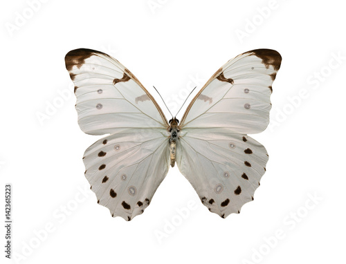 Quadro su tela butterfly morpho luna butler isolated on white background