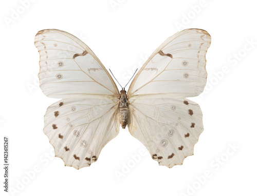 Foto butterfly morpho polyphemus isolated on white background