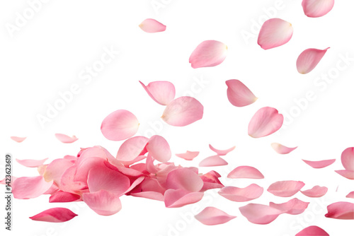 pink rose petals on transparent background 