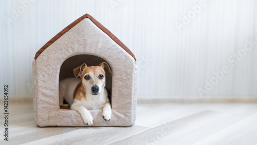 Foto Comfortable pet bed