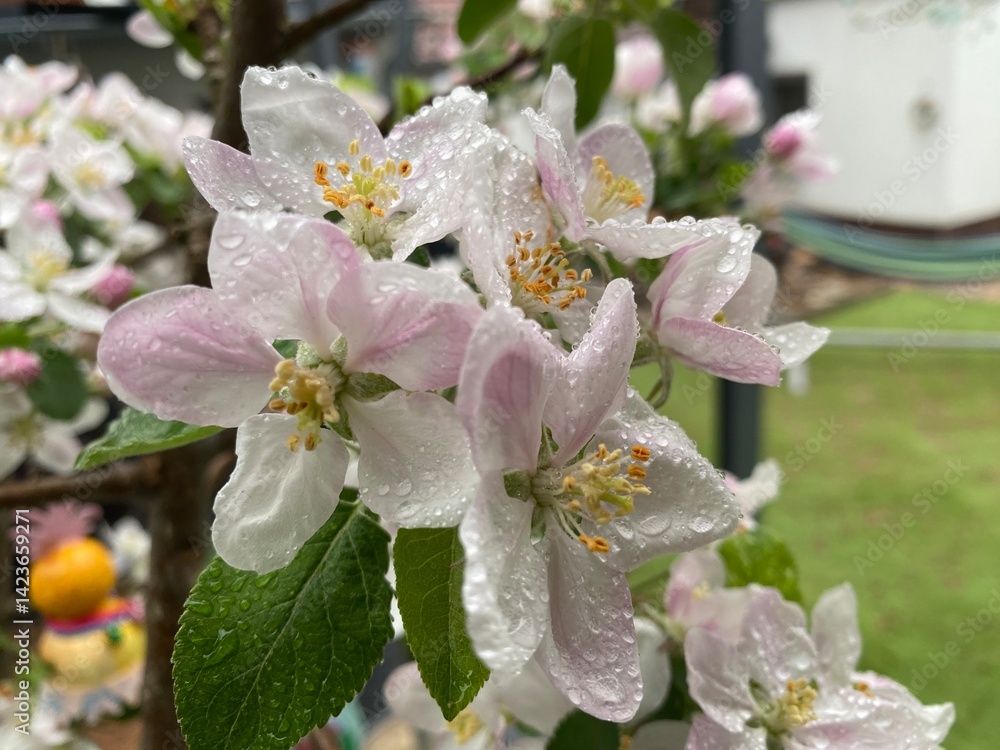 blume, frühling, natur, aufblühen, baum, weiß, apfel, blume, blühen, pflanze, ast, garden, schönheit, cherry, blatt, flora, makro, pink, close up, bud, sommer, jasmin, farbe