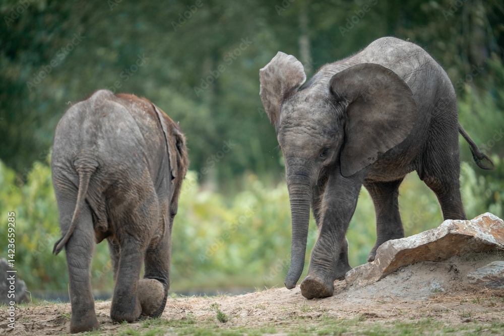 Fototapeta premium Playful young elephants in natural habitat