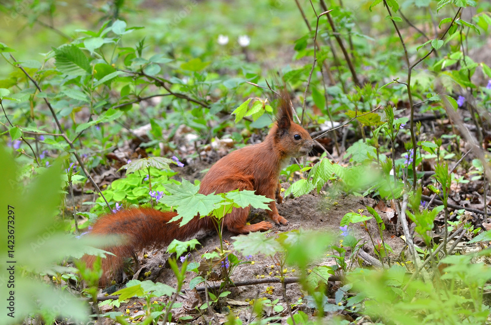 Wild redhead squirrel in spring park among first spring blooming flowers violets and young trees.Wildlife,fauna,red squirrels in spring concept. Wild redhead squirrel in spring park among first spring blooming flowers violets and young trees.Wildlife,fauna,red squirrels in spring concept.