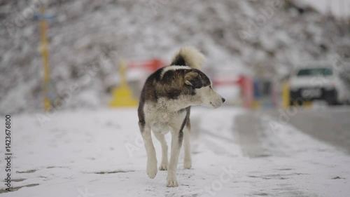Close-Up of Black Mountain Dog in Ladakh – Heavy Snowfall and Pure Joy
