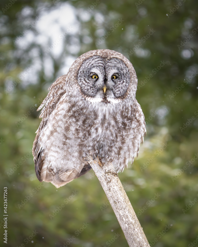 Fototapeta premium Great Gray Owl perched 