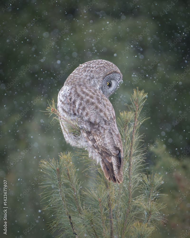 Fototapeta premium Great Gray Owl in the snow