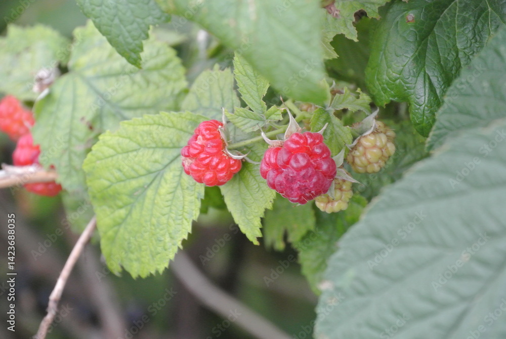 Fresh Ripe Raspberries on a Green Bush – Close-Up of Vibrant Red Fruit in Natural Light Fresh Ripe Raspberries on a Green Bush – Close-Up of Vibrant Red Fruit in Natural Light