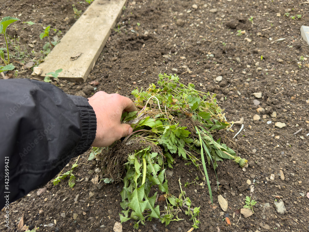 remove weeds in the garden remove in a bed