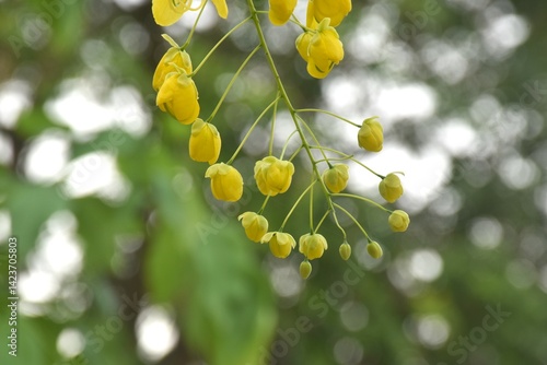 golden shower tropical flower blooming making colorful summer in garden