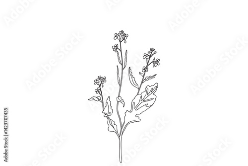 Line art wildflower isolated on white background. Hand drawn botanical outline plant with stems, leaves, flowers vector illustration. Graphic design doodle element for Birthday Invitation Card Print