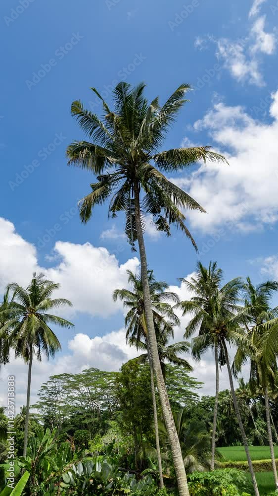 palm trees and garden in bali in vertical palm trees and garden in bali in vertical