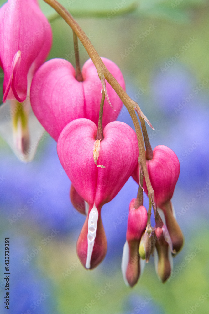 Beautiful heart-shaped garden flower.