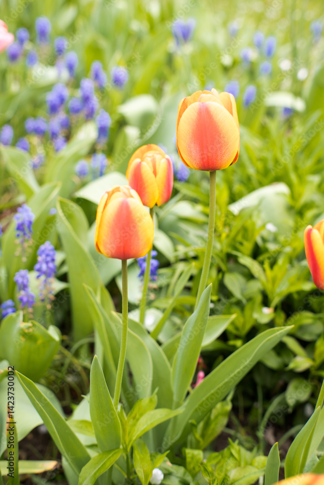 Colorful spring flowers in the garden, tulips.