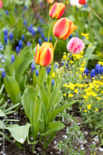 Colorful spring flowers in the garden, tulips.