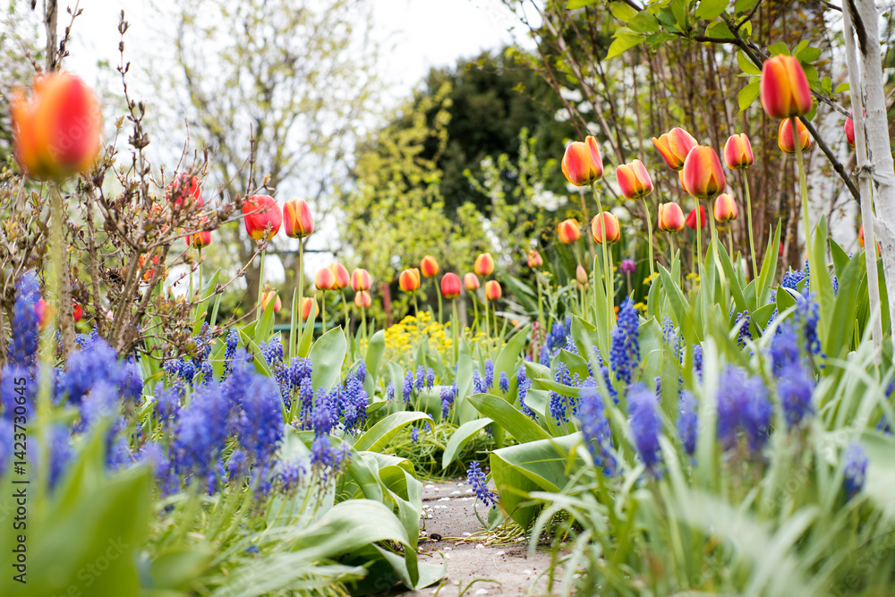 Flower path in the garden, spring time.