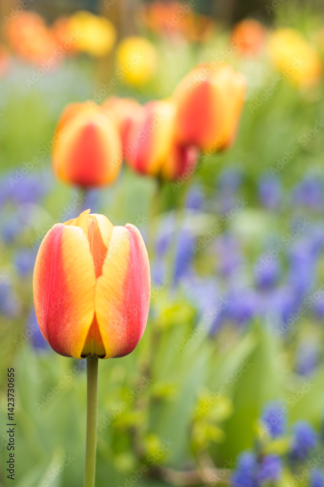 Colorful spring flowers in the garden, tulips.