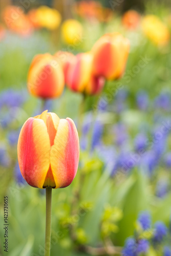 Obraz na płótnie Colorful spring flowers in the garden, tulips. w salonie