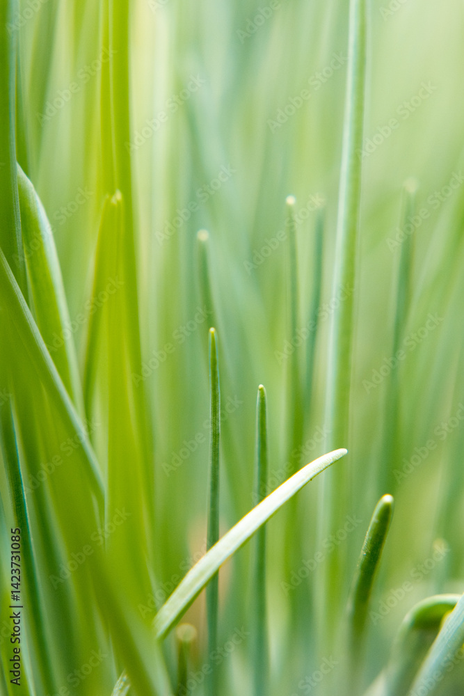Chives growing in the garden.