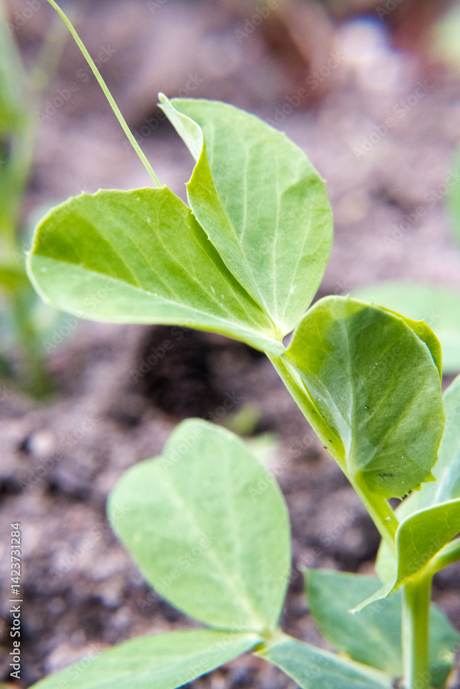 Green peas growing in the garden.