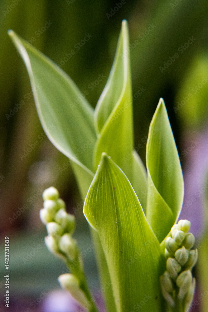 Young lily of the valley flowers