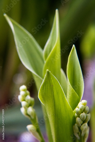 Obraz na płótnie Young lily of the valley flowers w salonie