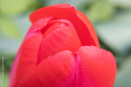 Obraz na płótnie Red flower petals, garden tulip. w salonie