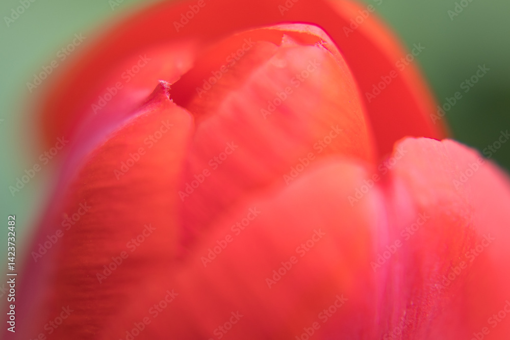 Red flower petals, garden tulip.