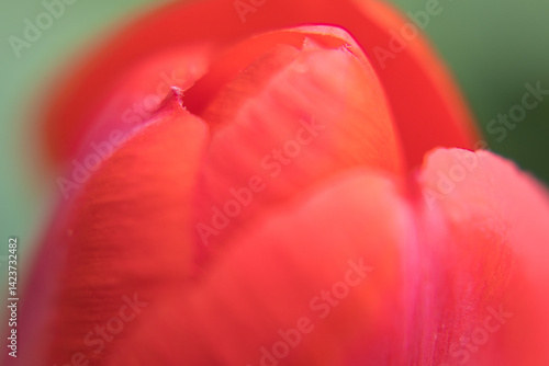 Obraz na płótnie Red flower petals, garden tulip. w salonie