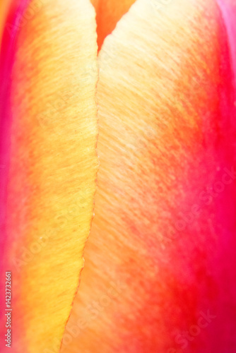 Obraz na płótnie Colorful flower petals, garden tulip. w salonie